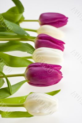 tulips