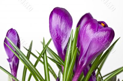crocus