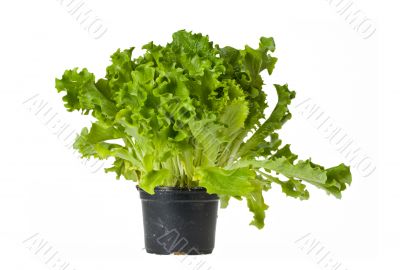 plant