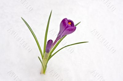 crocus