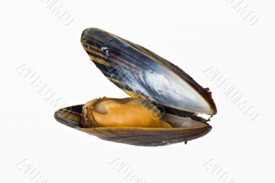 mussel