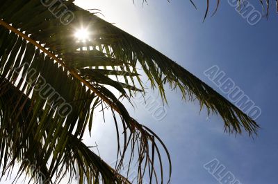 Sheet of a palm tree