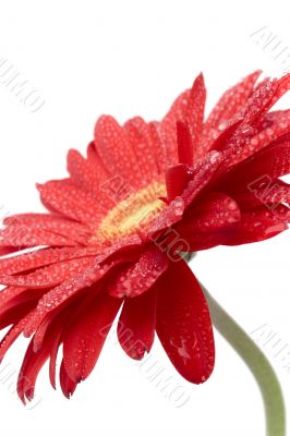 red gerbera