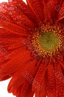 red gerbera