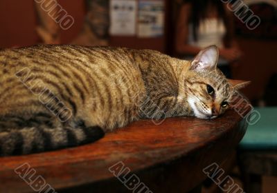 Cat on table