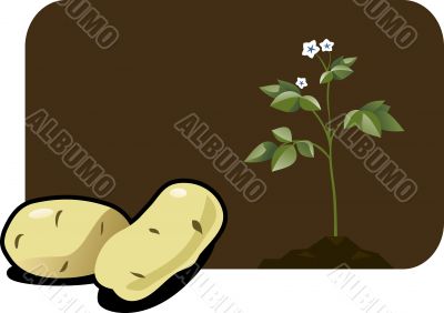 potato