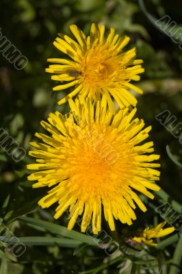 Two yellow dandelions