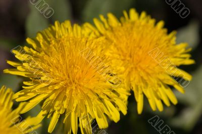 Two yellow dandelions