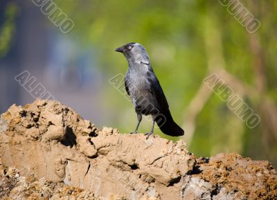 Jackdaw
