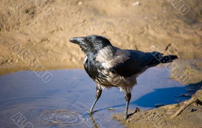 Craw drinks water