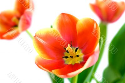 Red and yellow tulips