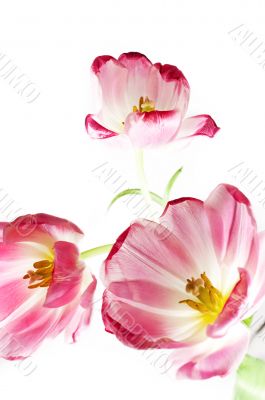 Pink tulips