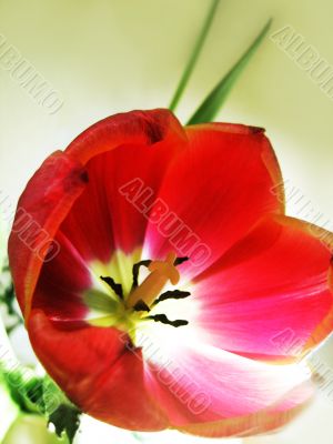 Red tulip
