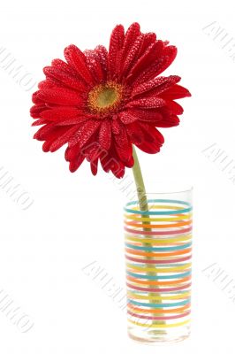red gerbera