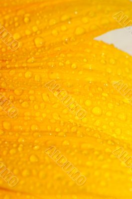 sunflower petals closeup