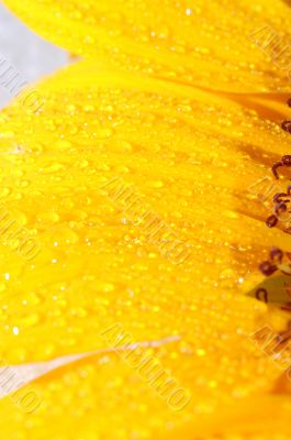 sunflower petals closeup