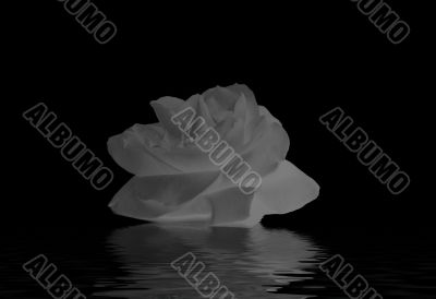 White roses on the water
