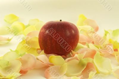 big red fresh apple with aromatic rose leave