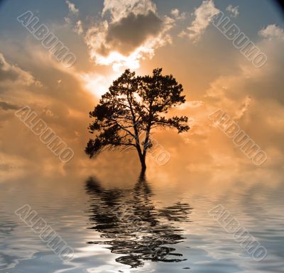 Water and tree sunset