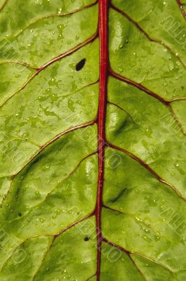 veined leaf
