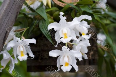 White orchids