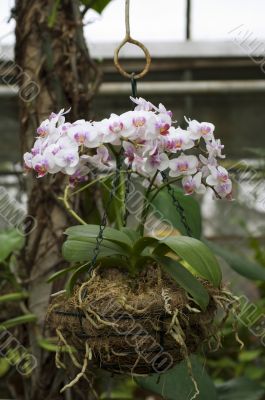 Basket of orchid