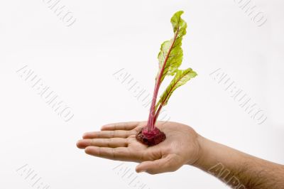 Fresh beetroot