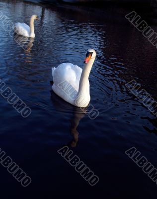 Mute Swans
