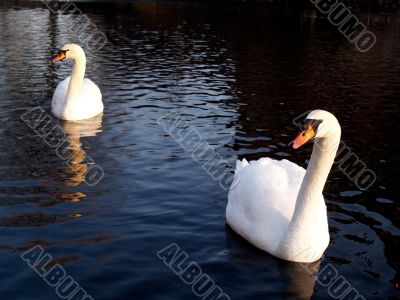 Mute Swans
