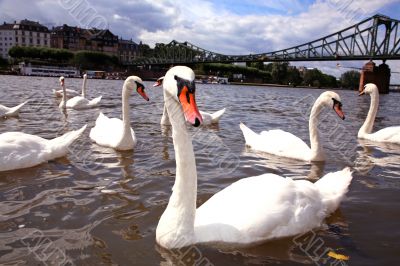 Mute Swans
