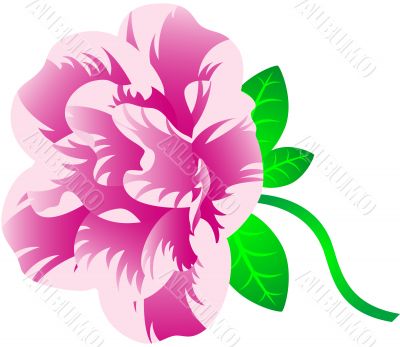 Spring Flower