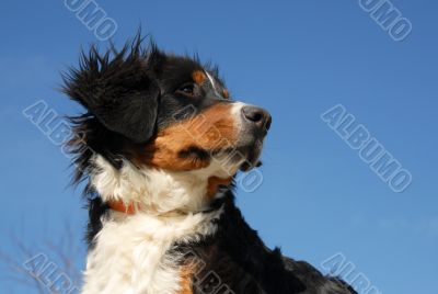 young bernese mountain dog