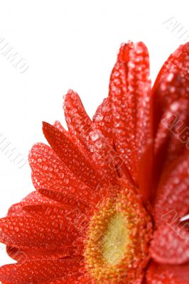 red gerbera