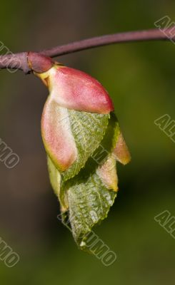 young leaves
