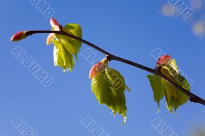 young leaves