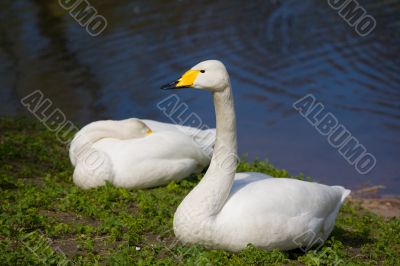 Cygnus colubianus
