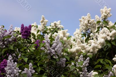 Lilac