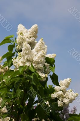 white lilac