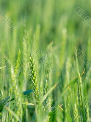Wheat