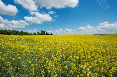Field