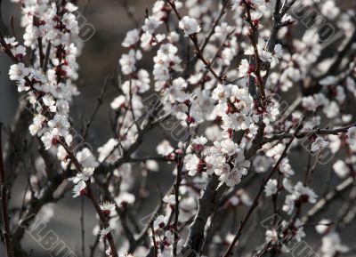 Spring