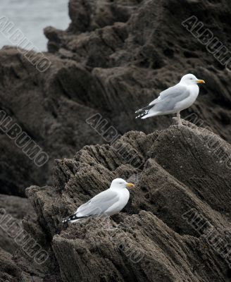 Seagulls
