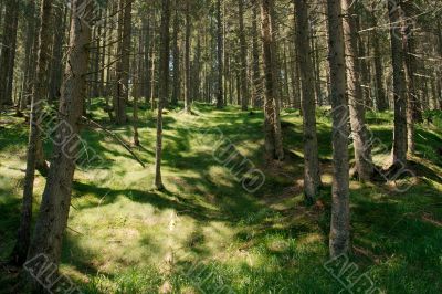 Forest