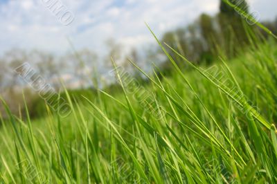 Grass