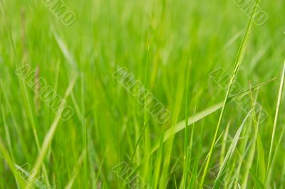Grass