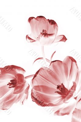 Pink tulips