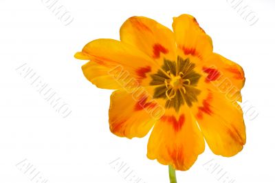 tulip