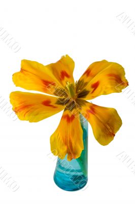 tulip
