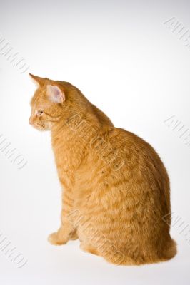 small cat