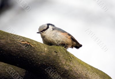 nuthatch close-up